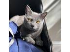 Adopt Hippo a Chartreux