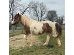 Adopt Tex a Quarterhorse