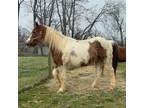 Adopt Tex a Quarterhorse