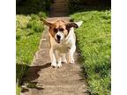 Adopt Boomer (fka Fergal) a Beagle