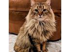 Adopt Pomegranate Willey (bonded w/Persimmon Willey) a Maine Coon