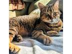 Adopt Persimmon Willey (bonded w/Pomegranate Willey) a Abyssinian