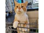 Adopt Jericho a Domestic Short Hair