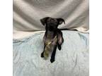 Adopt Atacosa a Plott Hound, Australian Cattle Dog / Blue Heeler
