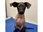 Adopt Callahan a Plott Hound, Australian Cattle Dog / Blue Heeler