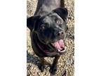 Adopt Thor a Labrador Retriever, Mixed Breed