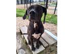 Adopt Hercules a Pit Bull Terrier, Mixed Breed