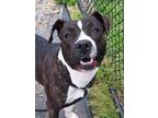 Adopt Sox a Pit Bull Terrier, Mixed Breed