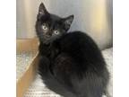 Adopt Zion a Domestic Short Hair