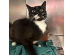 Adopt Ram Jam a Domestic Short Hair