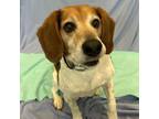 Adopt Crumbs a Beagle