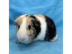 Adopt Versace a Guinea Pig