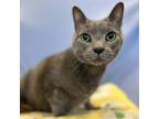 Adopt King Louie a Domestic Short Hair