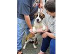 Adopt Rider a Basset Hound, Pit Bull Terrier