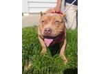 Adopt Taco Man a American Bully