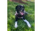 Adopt ROCKY a Hound, Mixed Breed