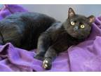 Adopt SIR ORPINGTON a Domestic Short Hair