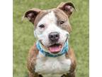 Adopt Grimace Shake a Pit Bull Terrier