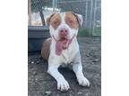 Adopt Westley a Pit Bull Terrier