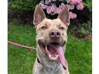 Adopt JERICHO a Pit Bull Terrier, Mixed Breed