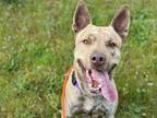 Adopt JERICHO a Pit Bull Terrier, Mixed Breed