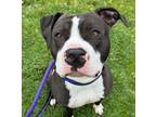 Adopt Tuna a Pit Bull Terrier, Mixed Breed