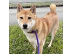 Adopt Bear a Shiba Inu, Mixed Breed