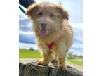 Adopt Noodle a Mixed Breed