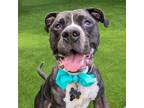 Adopt Pluto a Pit Bull Terrier, Mixed Breed