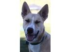 Adopt Gunnar a Mixed Breed