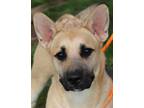 Adopt Cooper a Mixed Breed