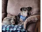 Adopt TIMBER a Catahoula Leopard Dog, Pit Bull Terrier
