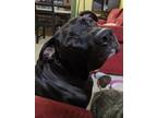 Adopt Zwei a Pit Bull Terrier