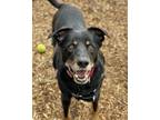 Adopt OSCAR a Australian Kelpie, Mixed Breed