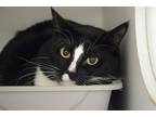 Adopt BOTAS a Domestic Short Hair