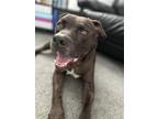 Adopt COCO a Pit Bull Terrier