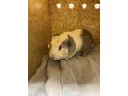 Adopt BATMAN a Guinea Pig