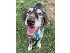 Adopt Hank a German Wirehaired Pointer, Mixed Breed