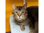 Adopt Mingus a Domestic Short Hair