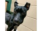 Adopt Sumo a Pit Bull Terrier, Mixed Breed