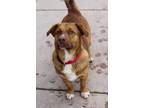 Adopt Sparky a Basset Hound, Mixed Breed