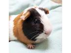 Adopt Taffy - Bonded with Leeloo a Guinea Pig