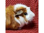 Adopt Leeloo - Bonded with Taffy a Guinea Pig