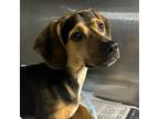 Adopt Winkle - Stray Hold 4/22 a Mixed Breed