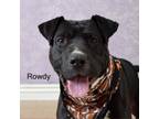 Adopt Rowdy a Pit Bull Terrier