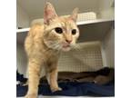 Adopt Fisher a Domestic Short Hair