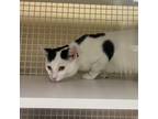 Adopt Dose a Domestic Short Hair