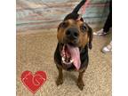 Adopt Bobby a Coonhound