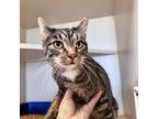 Adopt Jack a Domestic Short Hair