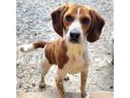 Adopt Cilantro a Beagle